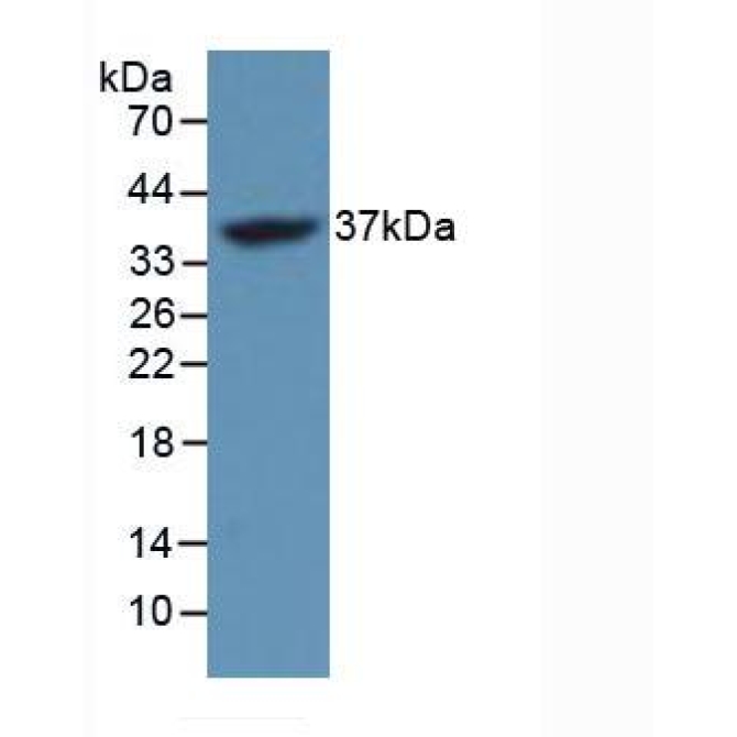 FOS Like Antigen 1 (FOSL1) Mouse Polyclonal Antibody