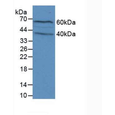 Filaggrin (FLG) Mouse Polyclonal Antibody
