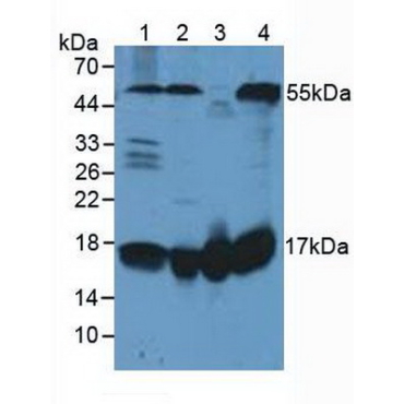 Fission 1 (FIS1) Human Polyclonal Antibody