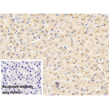 Eosinophil Peroxidase (EPX) Mouse Polyclonal Antibody