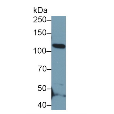 Elastin Microfibril Interface Located Protein 2 (EMILIN2) Human Polyclonal Antibody