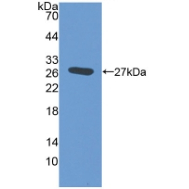 Elastin Microfibril Interface Located Protein 2 (EMILIN2) Mouse Polyclonal Antibody