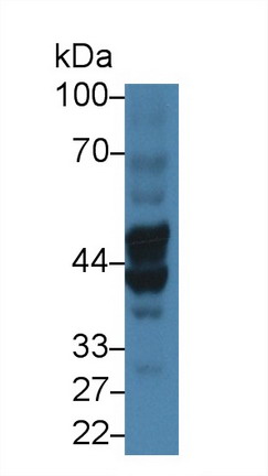 Biglycan (BGN) Human Polyclonal Antibody