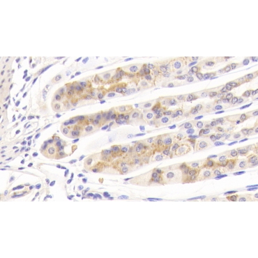 Biglycan (BGN) Mouse Polyclonal Antibody