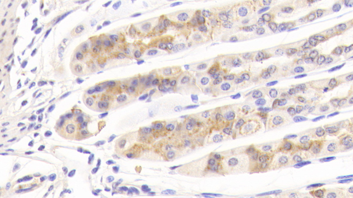 Biglycan (BGN) Mouse Polyclonal Antibody