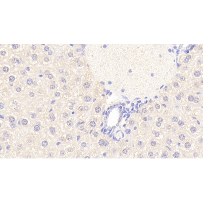 Biglycan (BGN) Mouse Polyclonal Antibody