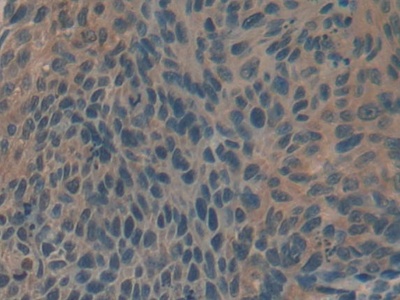 Biglycan (BGN) Rat Polyclonal Antibody