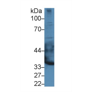 Epiphycan (EPYC) Mouse Polyclonal Antibody