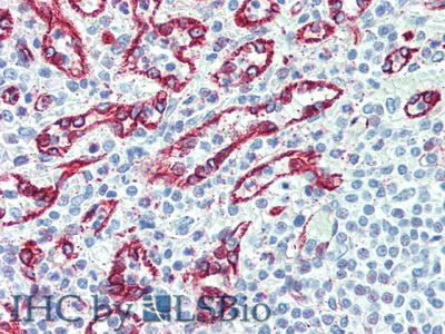 Delta Like Protein 4 (dLL4) Rat Polyclonal Antibody