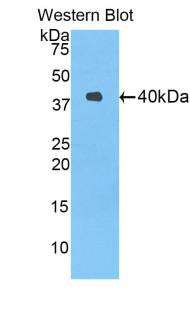 Delta Like Protein 4 (dLL4) Rat Polyclonal Antibody
