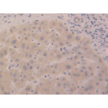 D-Aspartate Oxidase (DDO) Human Polyclonal Antibody