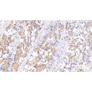 D-Aspartate Oxidase (DDO) Human Polyclonal Antibody