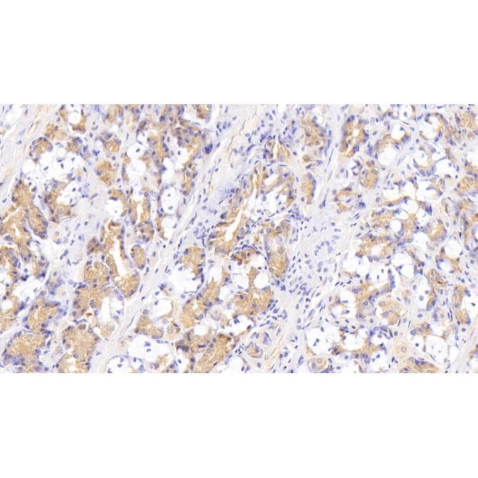 D-Aspartate Oxidase (DDO) Human Polyclonal Antibody