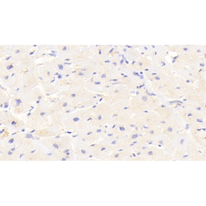 GABA-A Receptor Associated Protein Like Protein 2 (GABARAPL2) Human Polyclonal Antibody