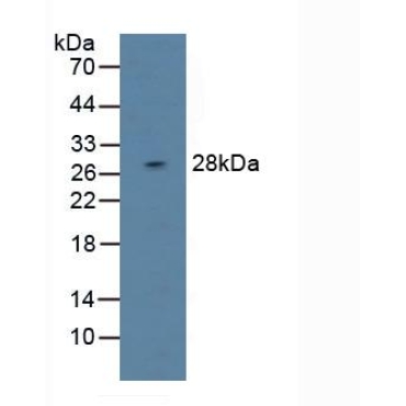 Dual Adaptor Of Phosphotyrosine And 3-Phosphoinositides (DAPP1) Mouse Polyclonal Antibody
