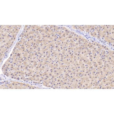 D-Amino Acid Oxidase (DAO) Human Polyclonal Antibody