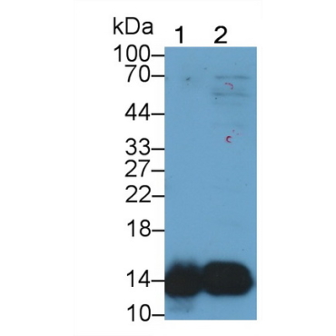 Cystatin B (CSTB) Mouse Polyclonal Antibody