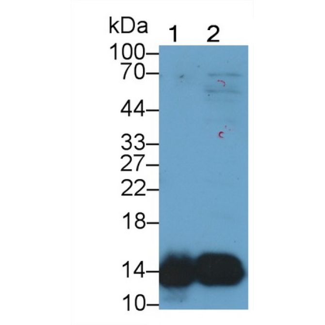 Cystatin B (CSTB) Mouse Polyclonal Antibody