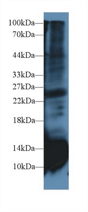 Cystatin B (CSTB) Rat Polyclonal Antibody