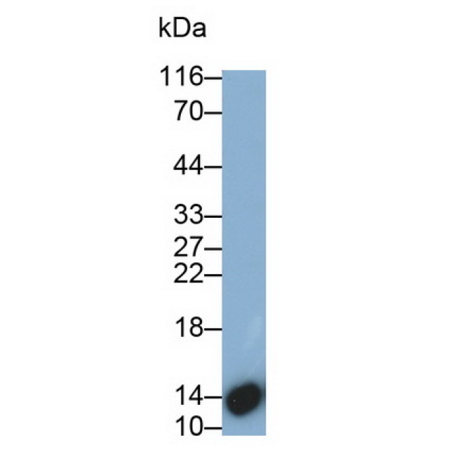 Cystatin 4 (CST4) Human Polyclonal Antibody