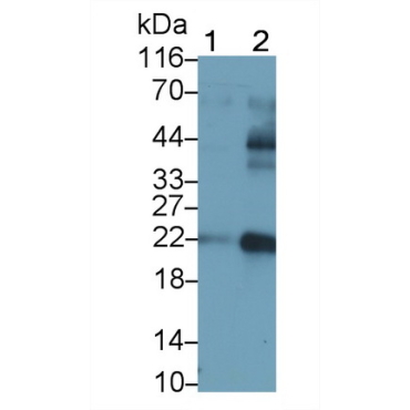 Casein Kappa (CSN3) Bovine (Cattle) Polyclonal Antibody