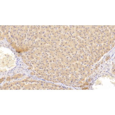 Casein Kappa (CSN3) Human Polyclonal Antibody