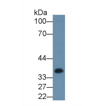Casein Alpha (CSN1) Mouse Polyclonal Antibody