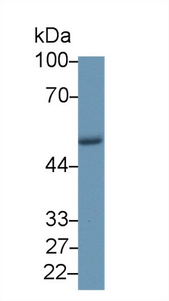 Coronin 1A (CORO1A) Rat Polyclonal Antibody