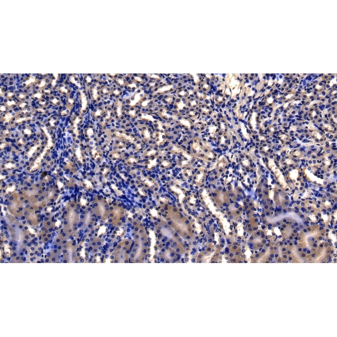 Catechol-O-Methyltransferase (COMT) Mouse Polyclonal Antibody