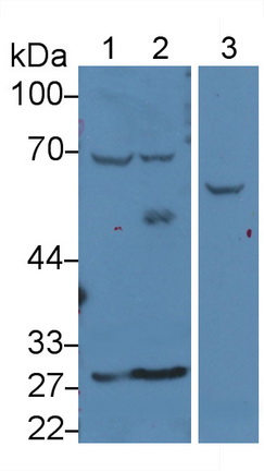 Lecithin Cholesterol Acyltransferase (LCAT) Rat Polyclonal Antibody