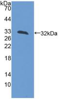 Lactase (LCT) Rat Polyclonal Antibody