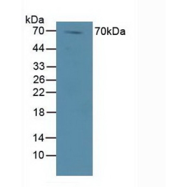 Dishevelled, Dsh Homolog 1 (DVL1) Human Polyclonal Antibody
