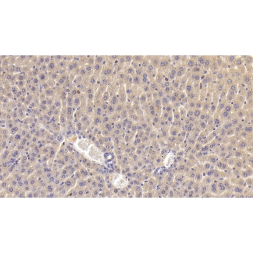Dishevelled, Dsh Homolog 1 (DVL1) Mouse Polyclonal Antibody