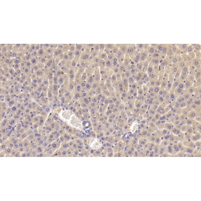 Dishevelled, Dsh Homolog 1 (DVL1) Mouse Polyclonal Antibody