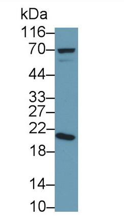 Bcl2/Adenovirus E1B 19kDa Interacting Protein 3 (BNIP3) Rat Polyclonal Antibody