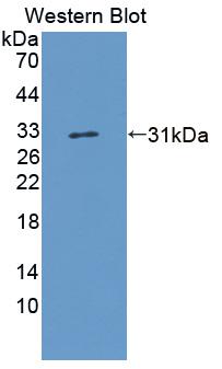 BMP Binding Endothelial Regulator (BMPER) Human Polyclonal Antibody