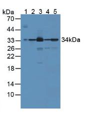 Biliverdin Reductase A (BLVRA) Rat Polyclonal Antibody