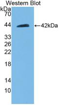 Beclin 1 (BECN1) Rat Polyclonal Antibody