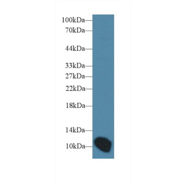 Artemin (ARTN) Mouse Polyclonal Antibody