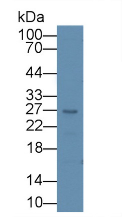 Artemin (ARTN) Rat Polyclonal Antibody