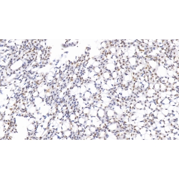 Acidic Nuclear Phosphoprotein 32 Family, Member A (ANP32A) Mouse Polyclonal Antibody