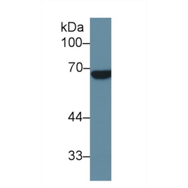 Alkaline Phosphatase, Placental Like Protein 2 (ALPPL2) Human Polyclonal Antibody