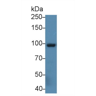 Aconitase 1 (ACO1) Human Polyclonal Antibody