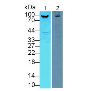 Aconitase 1 (ACO1) Mouse Polyclonal Antibody