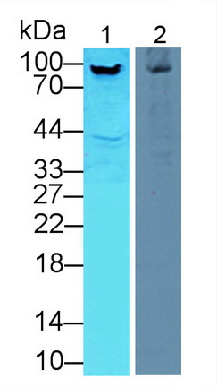 Aconitase 1 (ACO1) Mouse Polyclonal Antibody