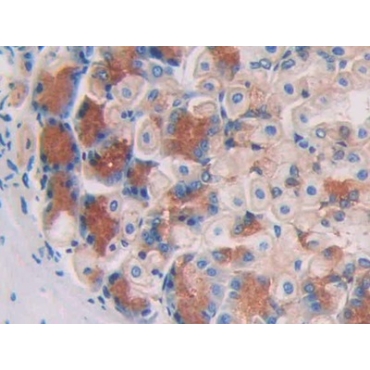 Aconitase 1 (ACO1) Mouse Polyclonal Antibody