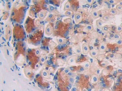 Aconitase 1 (ACO1) Mouse Polyclonal Antibody