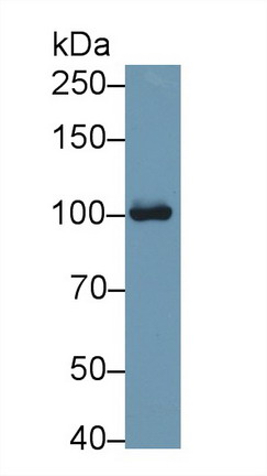 Aconitase 1 (ACO1) Mouse Polyclonal Antibody