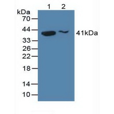 H2A Histone Family, Member Y (H2AFY) Human Polyclonal Antibody