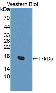 H2A Histone Family, Member V (H2AFV) Human Polyclonal Antibody
